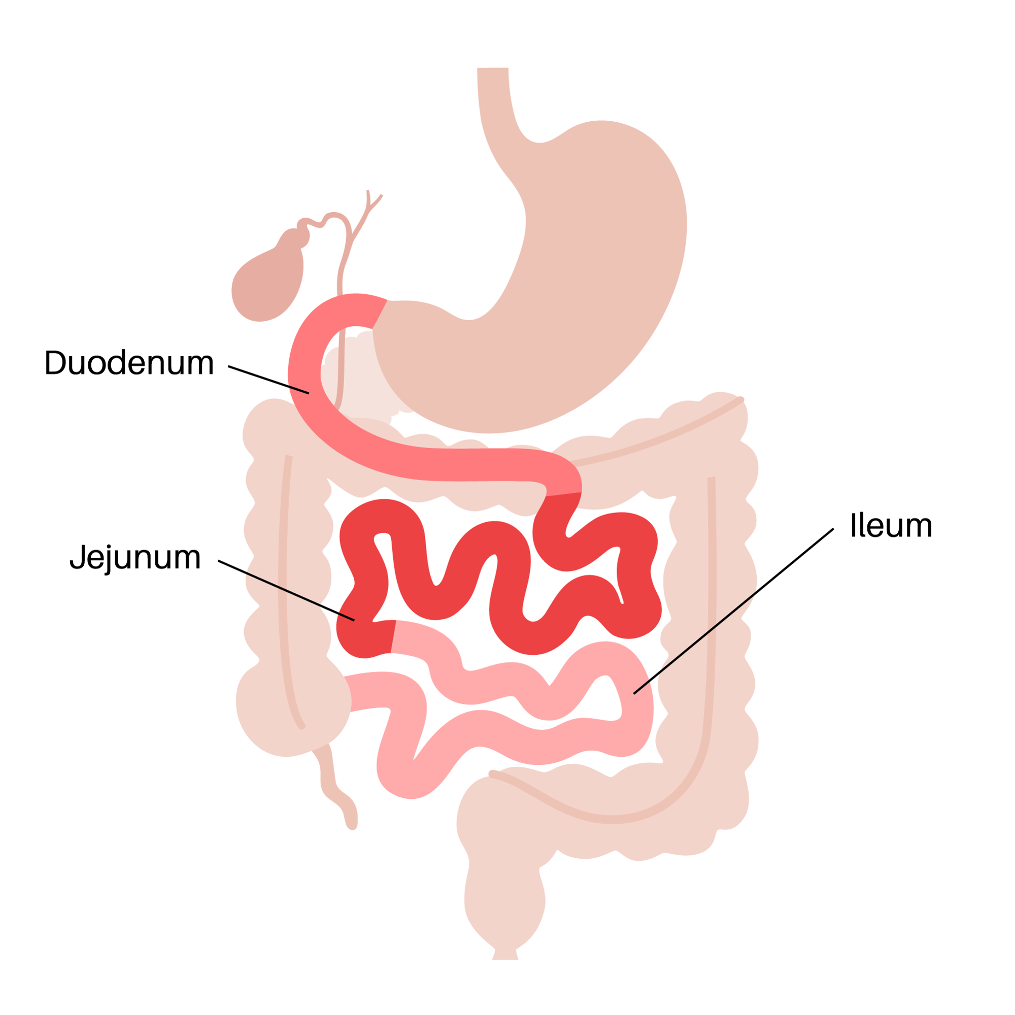 Duodenum